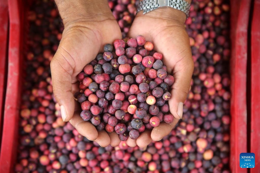 A farmer shows harvested phalsa (Grewia asiatica) fruits in Multan in eastern Pakistan's Punjab province on June 8, 2025. (Photo: Xinhua)