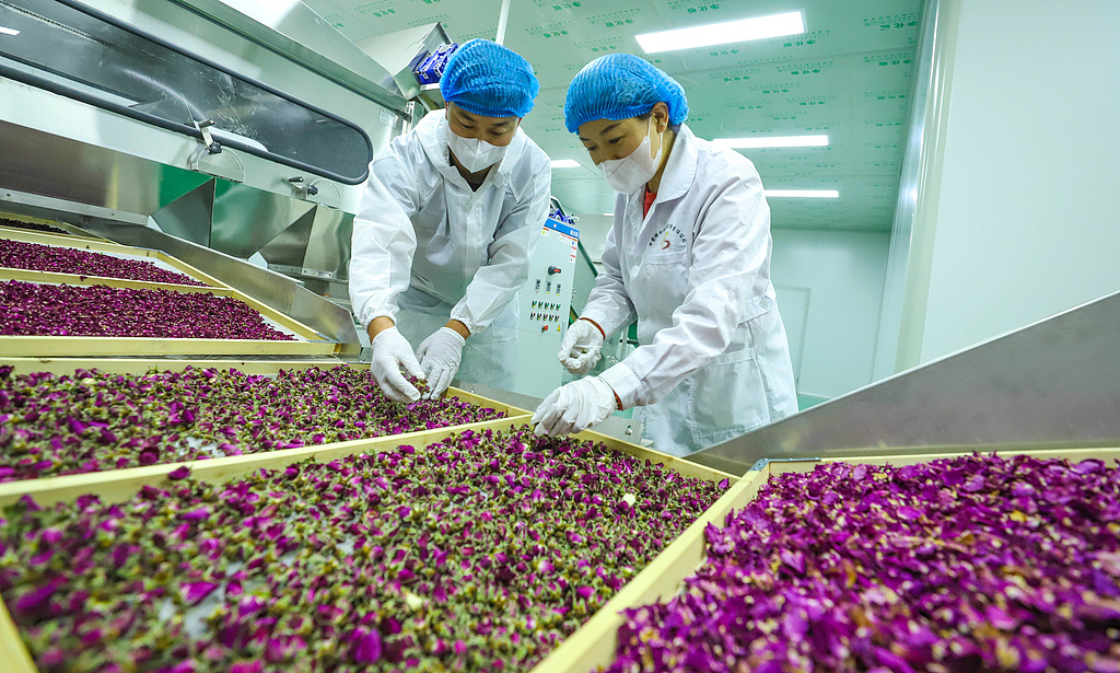 Workers screen rose products at a processing workshop in a local agricultural cooperative in Zhangye, Northwest China's Gansu Province, on June 11, 2025. Leveraging its unique geographical advantages, the cooperative produces more than 500 tons of rose products annually, including tea, jam, and water. The rose industry has become a powerful engine for rural vitalization in the region. Photo: VCG