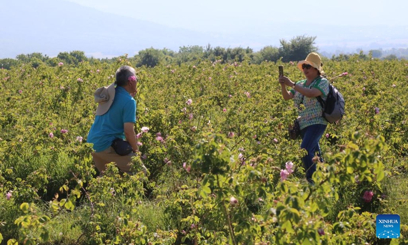Visitors take photos during the rose picking ceremony in Kazanlak, Bulgaria, June 8, 2025. The 2025 Rose Festival was held in Kazanlak, Bulgaria. The festival has been organized since 1903. (Photo: Xinhua)