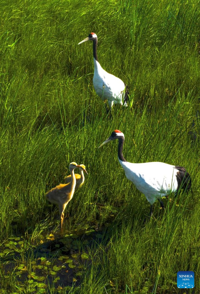 This drone photo taken on June 7, 2025 shows two red-crowned crane chicks following their parents in search of food at the Naoli River National Natural Reserve, northeast China's Heilongjiang Province. Located in the heartland of northeast China's Sanjiang Plain, the Naoli River National Natural Reserve is a major habitat for migratory birds in Northeast Asia. (Photo: Xinhua)