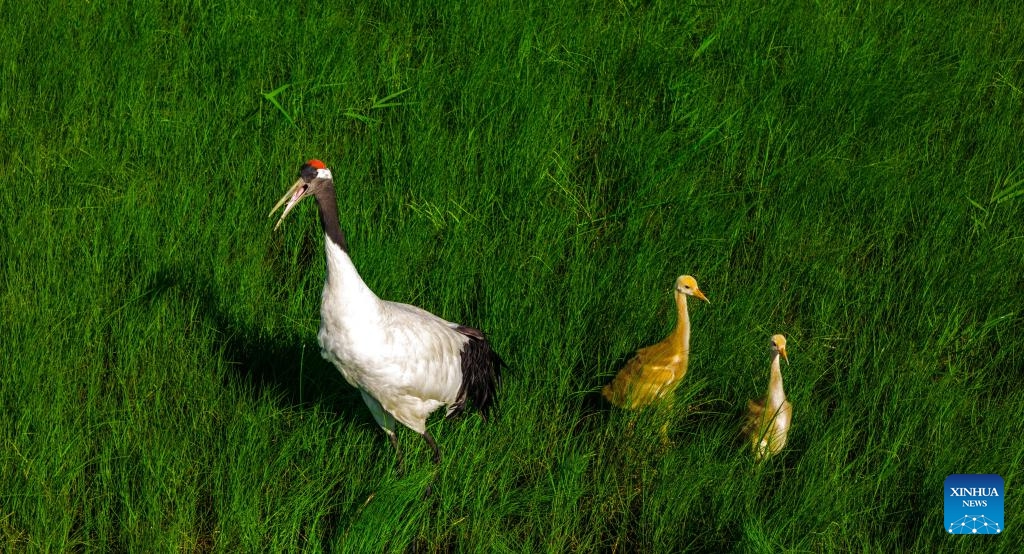 This drone photo taken on June 7, 2025 shows two red-crowned crane chicks following their parents in search of food at the Naoli River National Natural Reserve, northeast China's Heilongjiang Province. Located in the heartland of northeast China's Sanjiang Plain, the Naoli River National Natural Reserve is a major habitat for migratory birds in Northeast Asia. (Photo: Xinhua)