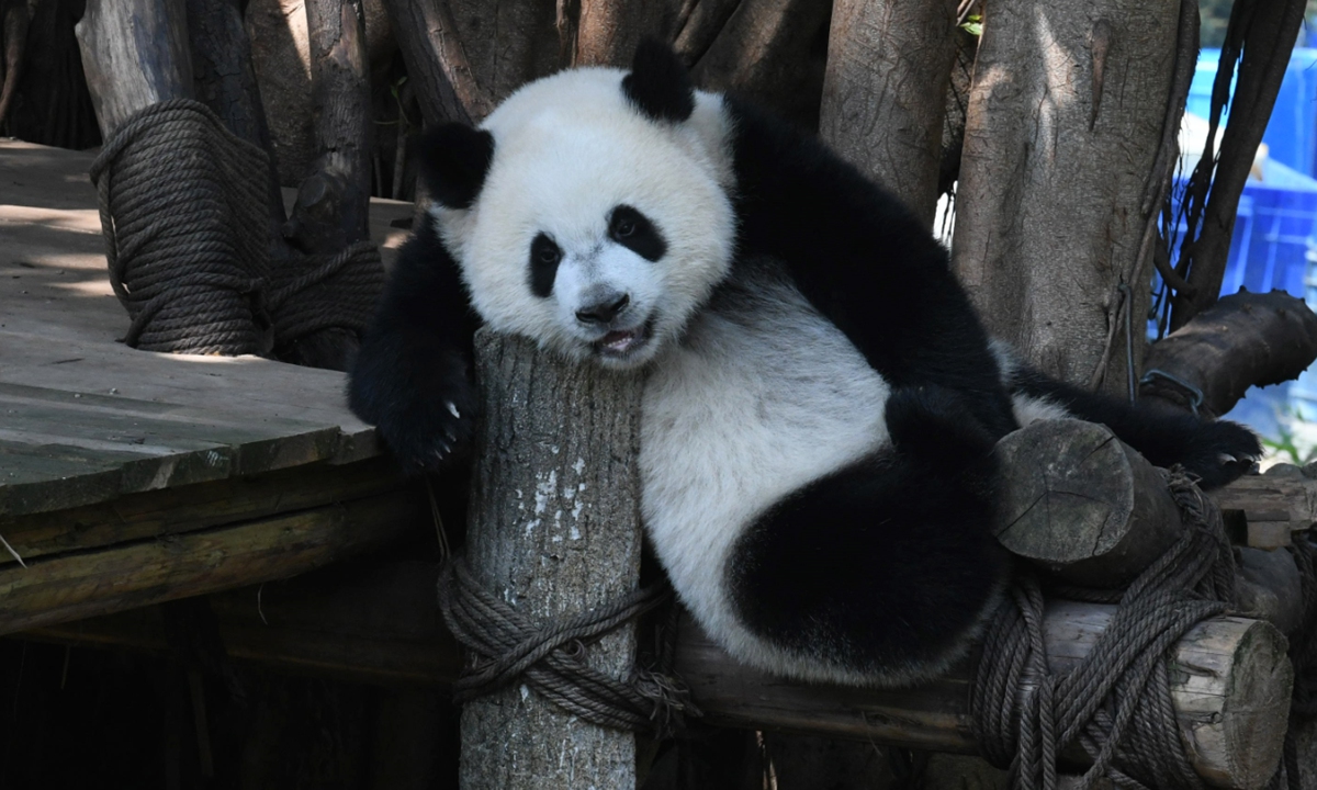 A giant panda plays outdoors at the Chongqing Zoo in Southwest China's Chongqing Municipality on June 11, 2025. Photo: VCG