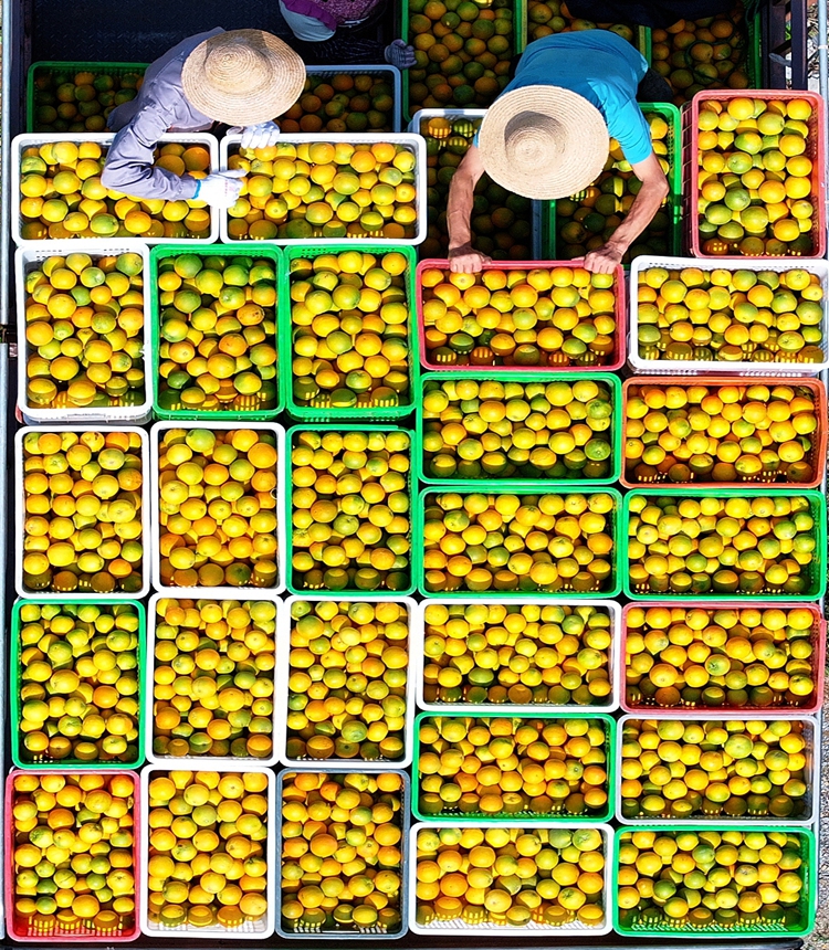 Villagers load summer oranges at a citrus plantation in Badong county, Enshi Tujia and Miao Autonomous Prefecture, Central China's Hubei Province, on June 11, 2025. Photo: VCG