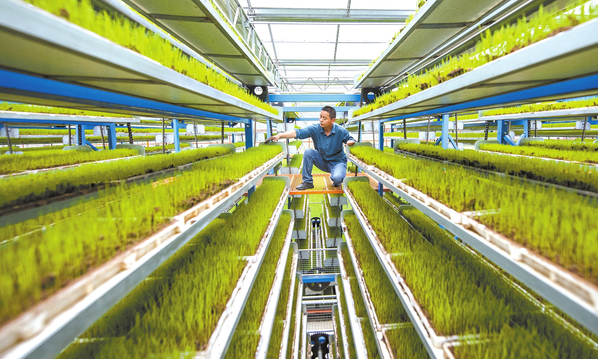 An agricultural technician inspects the growth of hybrid rice seedlings at the Hongqing digital seedling cultivation center in Wuhu, East China's Anhui Province, on May 24, 2025. Photo: VCG