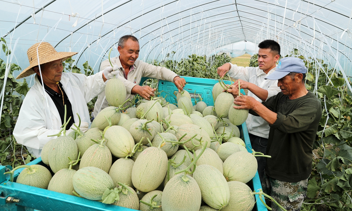 Farmers load freshly harvested cantaloupes onto a truck in Bozhou, East China's Anhui Province, on June 15, 2025, preparing them for market. As the summer harvest season begins, a variety of fruits in the region are coming into season. While meeting local market demand, the produce is also shipped to regions such as the Yangtze River Delta, becoming an important source of income for local farmers. Photo: VCG