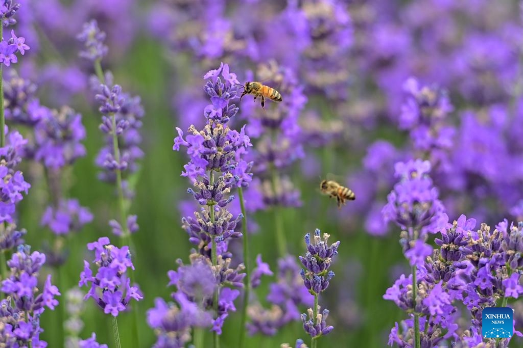 This photo taken on June 14, 2025 shows lavender plants at a lavender farm in Huocheng County, northwest China's Xinjiang Uygur Autonomous Region. Vast fields of lavender in Huocheng County entered full bloom in June, transforming the landscape into a sea of purple. Featuring cultural performances, sports events and exhibitions showcasing local heritage, a lavender tourism festival kicked off to coincide with this natural spectacle, highlighting the region's thriving lavender industry while promoting local tourism and economic development. (Photo: Xinhua)