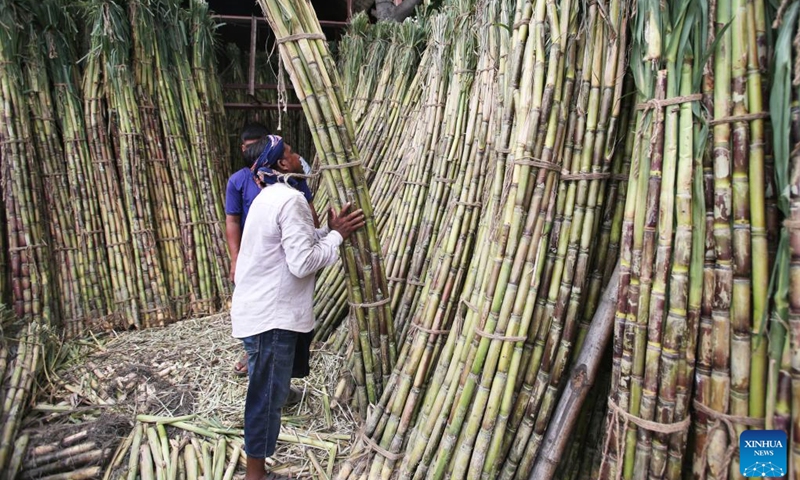 A farmer sorts sugarcane at a wholesale market in Dhaka, Bangladesh, June 14, 2025. Bangladesh has entered its fruit harvest season recently. (Photo: Xinhua)