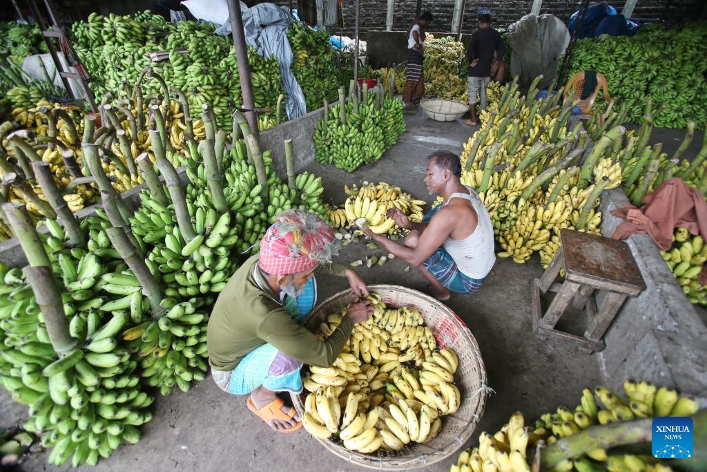 Farmers sort bananas at a wholesale market in Dhaka, Bangladesh, June 14, 2025. Bangladesh has entered its fruit harvest season recently. (Photo: Xinhua)