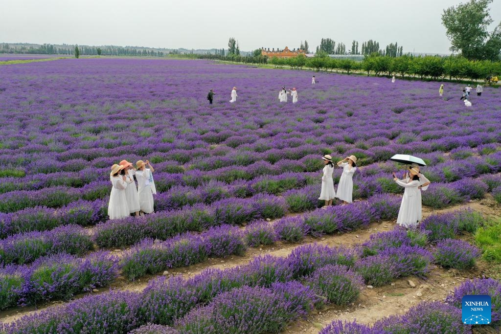 A drone photo taken on June 14, 2025 shows tourists visiting a lavender farm in Huocheng County, northwest China's Xinjiang Uygur Autonomous Region. Vast fields of lavender in Huocheng County entered full bloom in June, transforming the landscape into a sea of purple. Featuring cultural performances, sports events and exhibitions showcasing local heritage, a lavender tourism festival kicked off to coincide with this natural spectacle, highlighting the region's thriving lavender industry while promoting local tourism and economic development. (Photo: Xinhua)