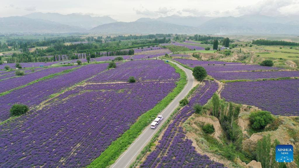 An aerial drone photo taken on June 14, 2025 shows a lavender field in Huocheng County, northwest China's Xinjiang Uygur Autonomous Region. Vast fields of lavender in Huocheng County entered full bloom in June, transforming the landscape into a sea of purple. Featuring cultural performances, sports events and exhibitions showcasing local heritage, a lavender tourism festival kicked off to coincide with this natural spectacle, highlighting the region's thriving lavender industry while promoting local tourism and economic development. (Photo: Xinhua)