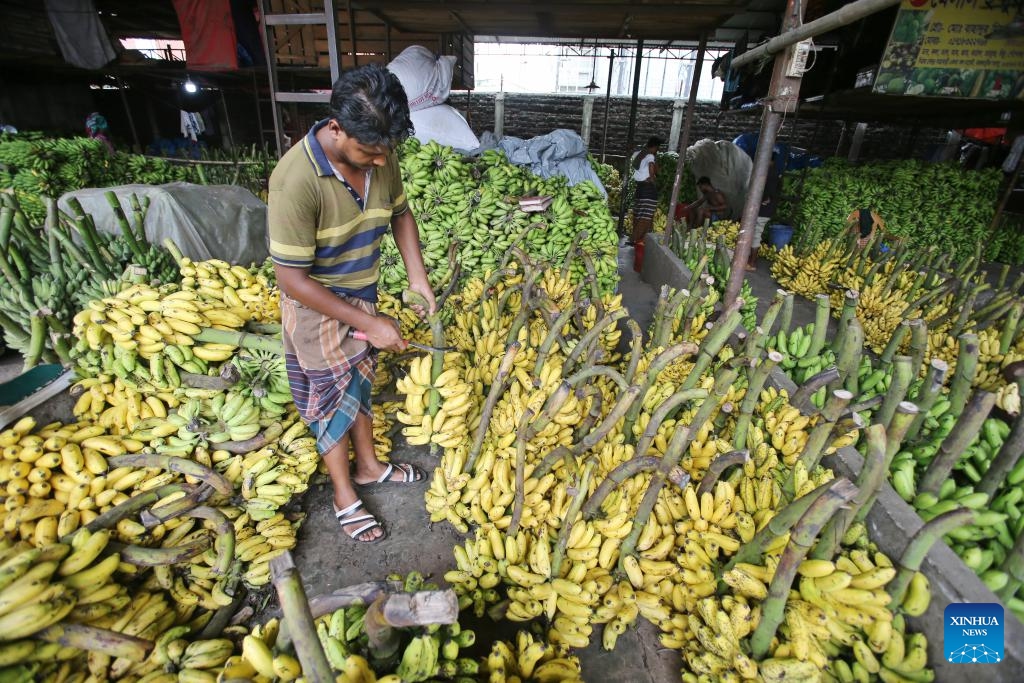 Farmers sort bananas at a wholesale market in Dhaka, Bangladesh, June 14, 2025. Bangladesh has entered its fruit harvest season recently. (Photo: Xinhua)