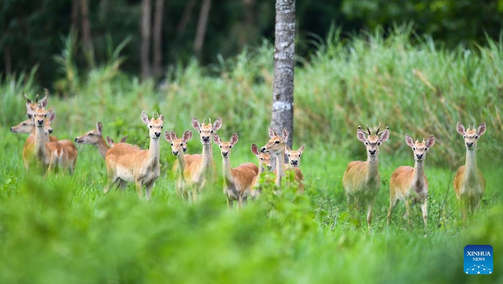 This photo taken on June 17, 2025 shows a group of Hainan Eld's deer at the Bangxi provincial nature reserve in Baisha Li Autonomous County, south China's Hainan Province. The Hainan Eld's deer, which is native to Hainan, is a national first-class protected animal and is categorized as endangered by the International Union for Conservation of Nature. The Bangxi provincial nature reserve, established in Hainan in the 1970s, is one of the important habitats of the Hainan Eld's deer. (Photo: Xinhua)
