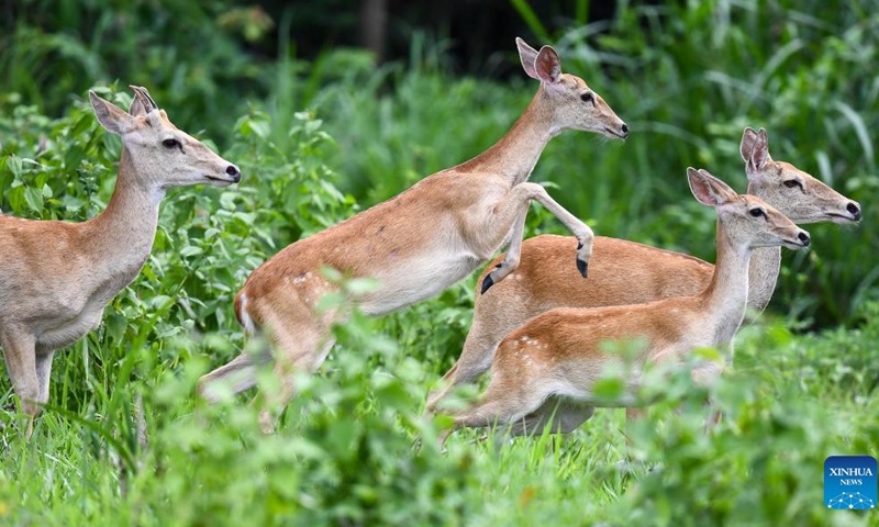 This photo taken on June 17, 2025 shows Hainan Eld's deer at the Bangxi provincial nature reserve in Baisha Li Autonomous County, south China's Hainan Province. The Hainan Eld's deer, which is native to Hainan, is a national first-class protected animal and is categorized as endangered by the International Union for Conservation of Nature. (Photo: Xinhua)