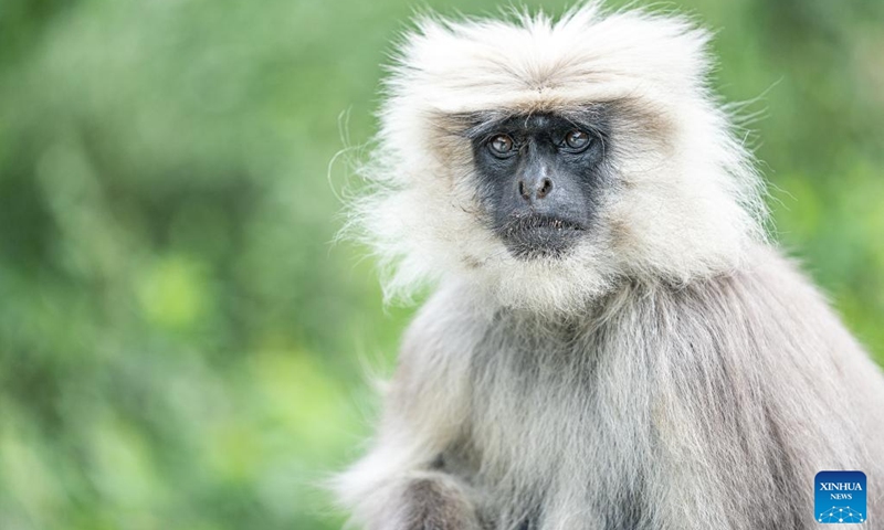 A Himalayan langur is pictured in Yadong County of Xigaze City, southwest China's Xizang Autonomous Region, June 20, 2025. Forests in Medog, Yadong and Jilung of Xizang are the main habitats in China for the Himalayan langur, a first-class protected wildlife species of the country. In recent years, due to the continuous improvement of ecological environment, the langurs have been frequently observed in Yadong. (Photo: Xinhua)
