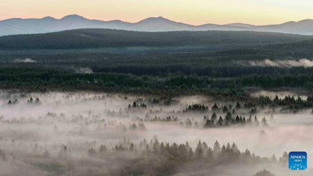An aerial drone photo taken on early June 21, 2025 shows a view of the Saihanba National Forest Park in Chengde City, north China's Hebei Province. (Photo: Xinhua)