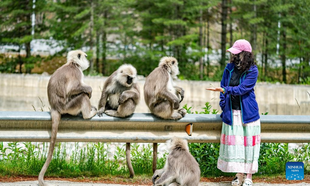 A tourist interacts with Himalayan langurs on the roadside in Yadong County of Xigaze City, southwest China's Xizang Autonomous Region, June 20, 2025. Forests in Medog, Yadong and Jilung of Xizang are the main habitats in China for the Himalayan langur, a first-class protected wildlife species of the country. In recent years, due to the continuous improvement of ecological environment, the langurs have been frequently observed in Yadong.  (Photo: Xinhua)