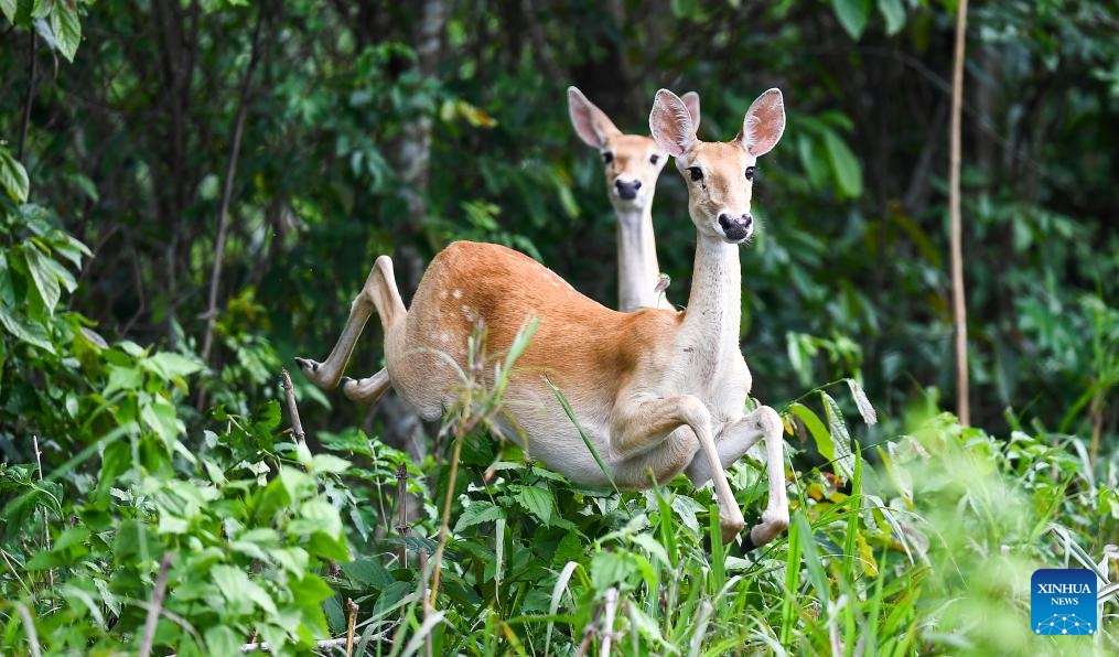 This photo taken on June 17, 2025 shows Hainan Eld's deer at the Bangxi provincial nature reserve in Baisha Li Autonomous County, south China's Hainan Province. The Hainan Eld's deer, which is native to Hainan, is a national first-class protected animal and is categorized as endangered by the International Union for Conservation of Nature. The Bangxi provincial nature reserve, established in Hainan in the 1970s, is one of the important habitats of the Hainan Eld's deer. (Photo: Xinhua)