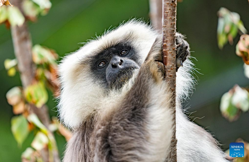 A Himalayan langur is pictured in Yadong County of Xigaze City, southwest China's Xizang Autonomous Region, June 20, 2025. Forests in Medog, Yadong and Jilung of Xizang are the main habitats in China for the Himalayan langur, a first-class protected wildlife species of the country. In recent years, due to the continuous improvement of ecological environment, the langurs have been frequently observed in Yadong. (Photo: Xinhua)