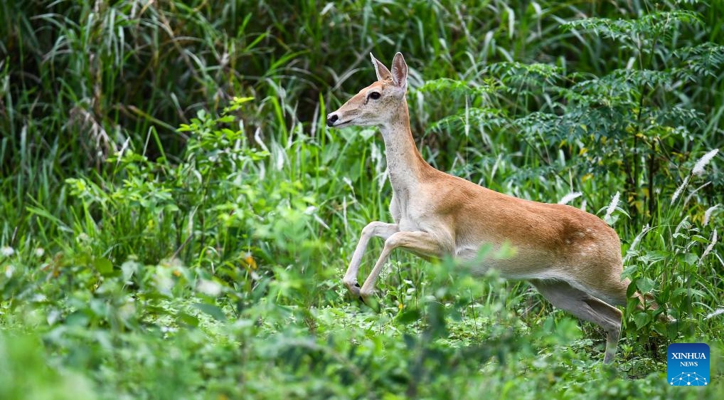 This photo taken on June 17, 2025 shows a Hainan Eld's deer at the Bangxi provincial nature reserve in Baisha Li Autonomous County, south China's Hainan Province. The Hainan Eld's deer, which is native to Hainan, is a national first-class protected animal and is categorized as endangered by the International Union for Conservation of Nature. The Bangxi provincial nature reserve, established in Hainan in the 1970s, is one of the important habitats of the Hainan Eld's deer. (Photo: Xinhua)