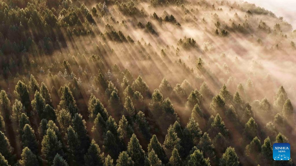 An aerial drone photo taken on early June 21, 2025 shows a view of the Saihanba National Forest Park in Chengde City, north China's Hebei Province. (Photo: Xinhua)