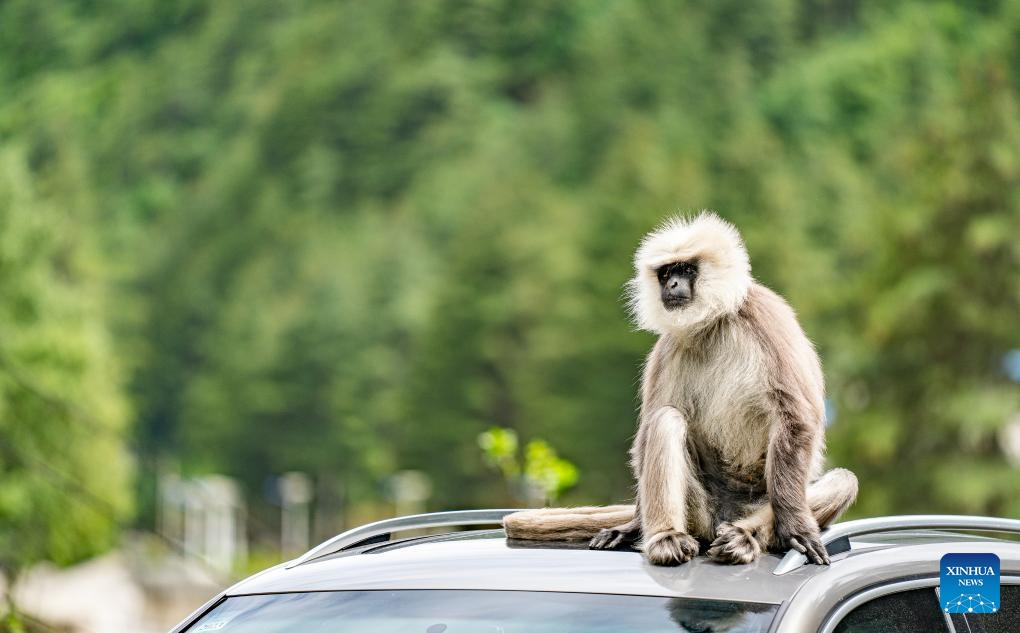 A Himalayan langur sits atop a car on the roadside in Yadong County of Xigaze City, southwest China's Xizang Autonomous Region, June 20, 2025. Forests in Medog, Yadong and Jilung of Xizang are the main habitats in China for the Himalayan langur, a first-class protected wildlife species of the country. In recent years, due to the continuous improvement of ecological environment, the langurs have been frequently observed in Yadong. (Photo: Xinhua)
