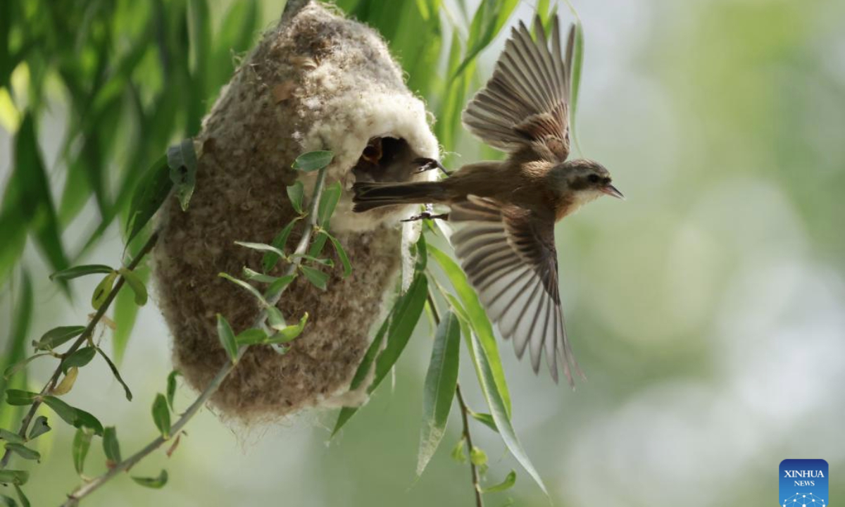 This photo taken on June 24, 2025 shows a Chinese Penduline Tit (Remiz consobrinus) leaving its nest for hunting at a wetland in Fengnan District of Tangshan, north China's Hebei Province. (Xinhua/Yang Shiyao)