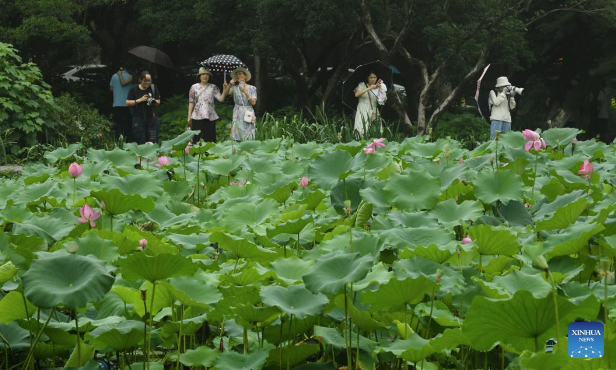 Tourists view lotus flowers at the West Lake scenic spot in Hangzhou, east China's Zhejiang Province, June 24, 2025. Lotuses in the waters of the West Lake have entered the flowering period, which will last until early September. (Xinhua/Weng Xinyang)