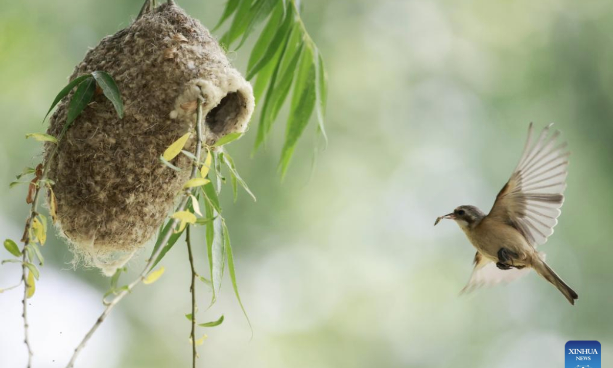 This photo taken on June 24, 2025 shows a Chinese Penduline Tit (Remiz consobrinus) returning to its nest after hunting at a wetland in Fengnan District of Tangshan, north China's Hebei Province. (Xinhua/Yang Shiyao)