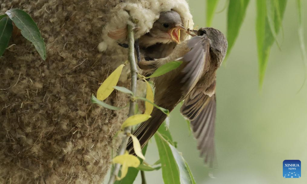 This photo taken on June 24, 2025 shows a Chinese Penduline Tit (Remiz consobrinus) feeding a chick by its nest a wetland in Fengnan District of Tangshan, north China's Hebei Province. (Xinhua/Yang Shiyao)