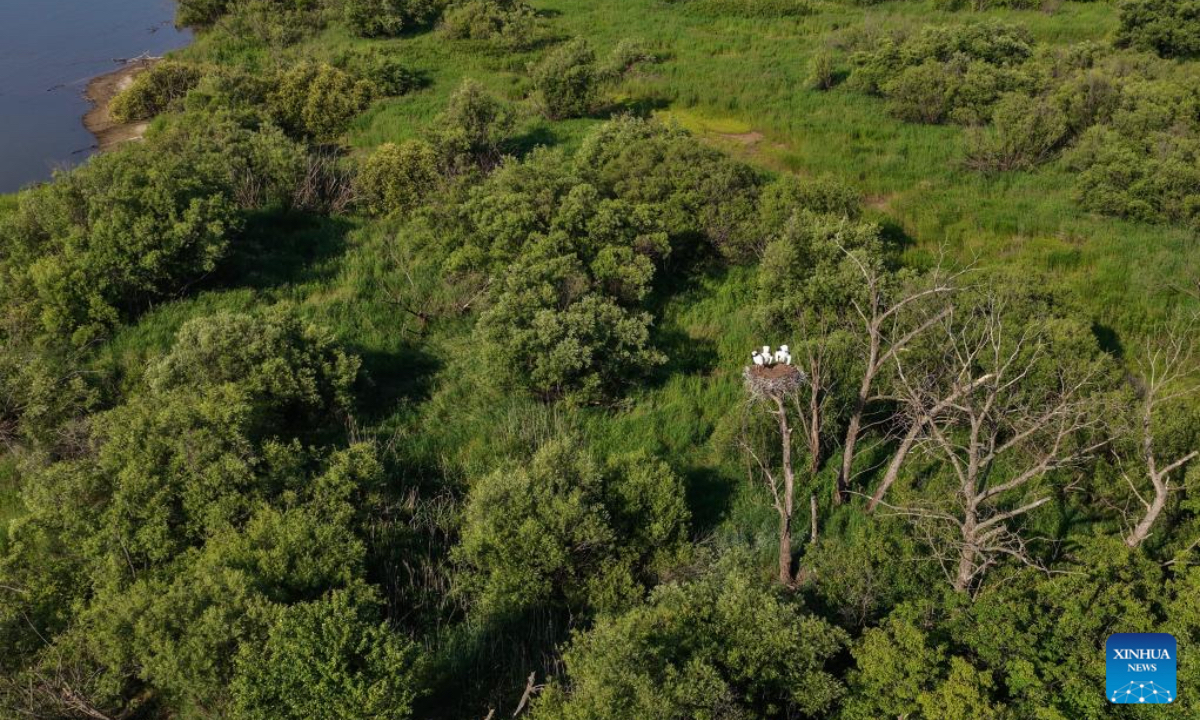 A drone photo taken on June 24, 2025 shows oriental white stork chicks resting in the nest at the Bachadao National Nature Reserve in Tongjiang, northeast China's Heilongjiang Province. As summer progresses, the breeding season of oriental white storks is gradually coming to an end. The growing chicks begin to learn how to fly under the guidance of their parents. The oriental white storks, a migratory bird species under first-class national protection in China, migrate from the middle and lower reaches of the Yangtze River back to their breeding habitats in northeast China every spring. (Photo by Liu Wanping/Xinhua)
