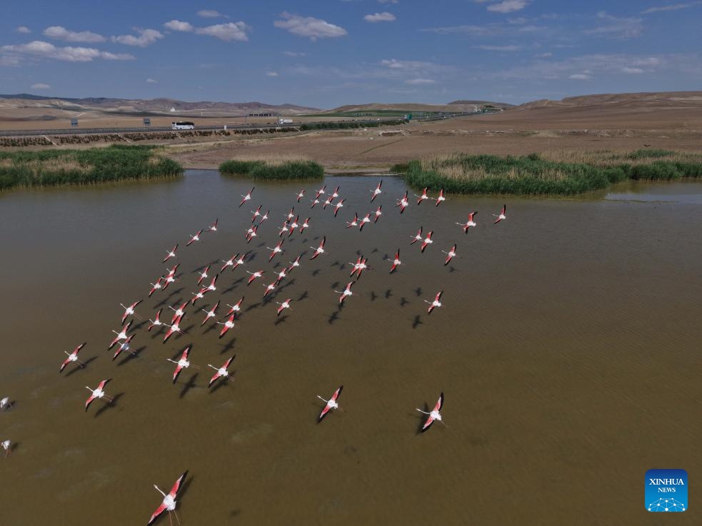 A flamboyance of flamingos are seen over Mogan Lake in Ankara, Türkiye, on June 25, 2025. (Photo: Xinhua)