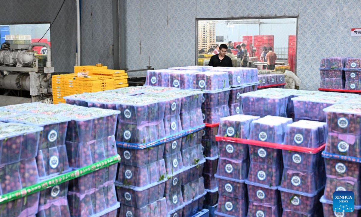 Packed lychees for export are pictured at a company in Gaozhou City, south China's Guangdong Province, June 4, 2025. Chinese lychees are winning over more fans abroad due to the cold-chain technology and air transportation. In the United Arab Emirates, with a 48-hour transportation process from picking to marketing, Chinese lychees boarded the shelves of supermarkets still with fresh fragrance. Every week, four tons of Chinese lychees are transported in two shipments by air from south China's Guangdong to Dubai and sold out in just three days. These lychees, across thousands of miles, have become a fresh and sweet business card for China on the tables of local consumers. (Xinhua/Deng Hua)
