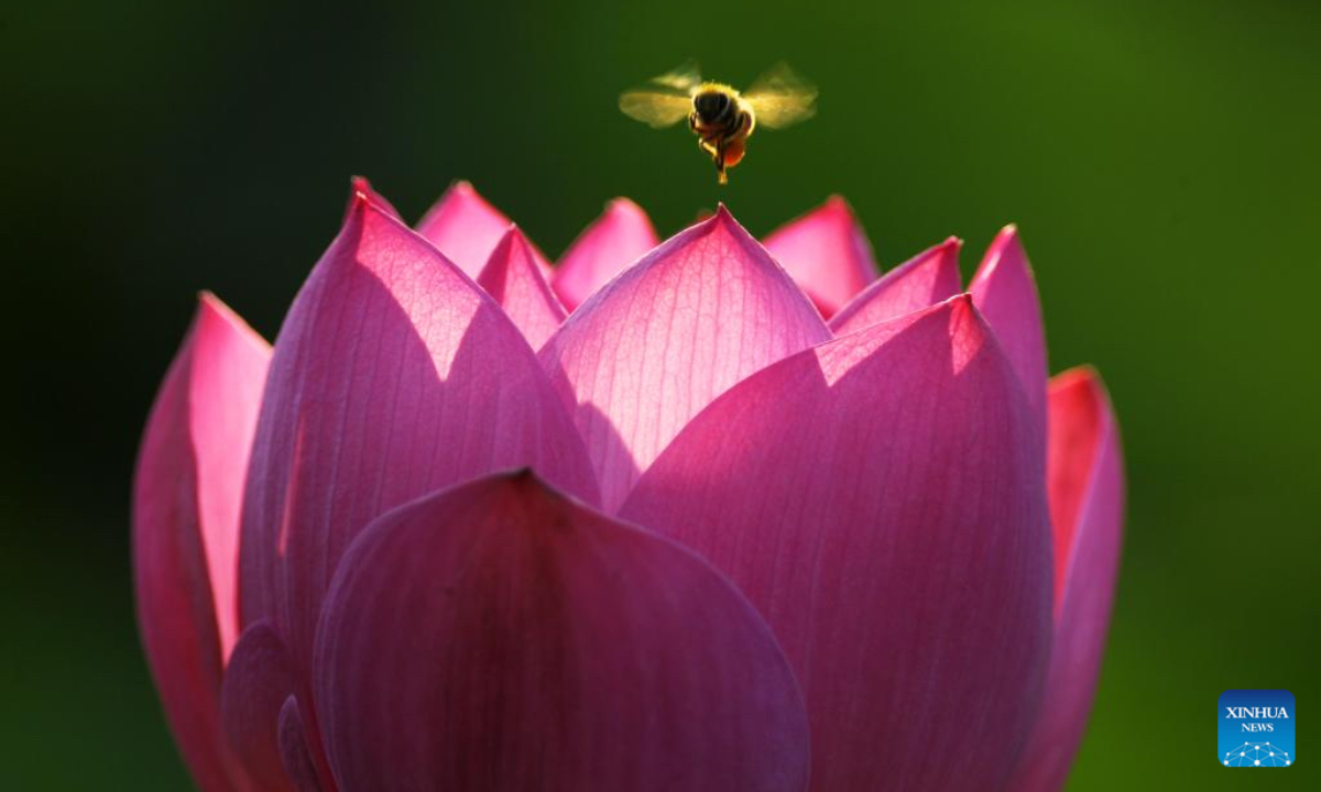 A bee flies over a lotus flower at a moat in Xuchang City, central China's Henan Province, on June 27, 2025. (Photo by Niu Shupei/Xinhua)