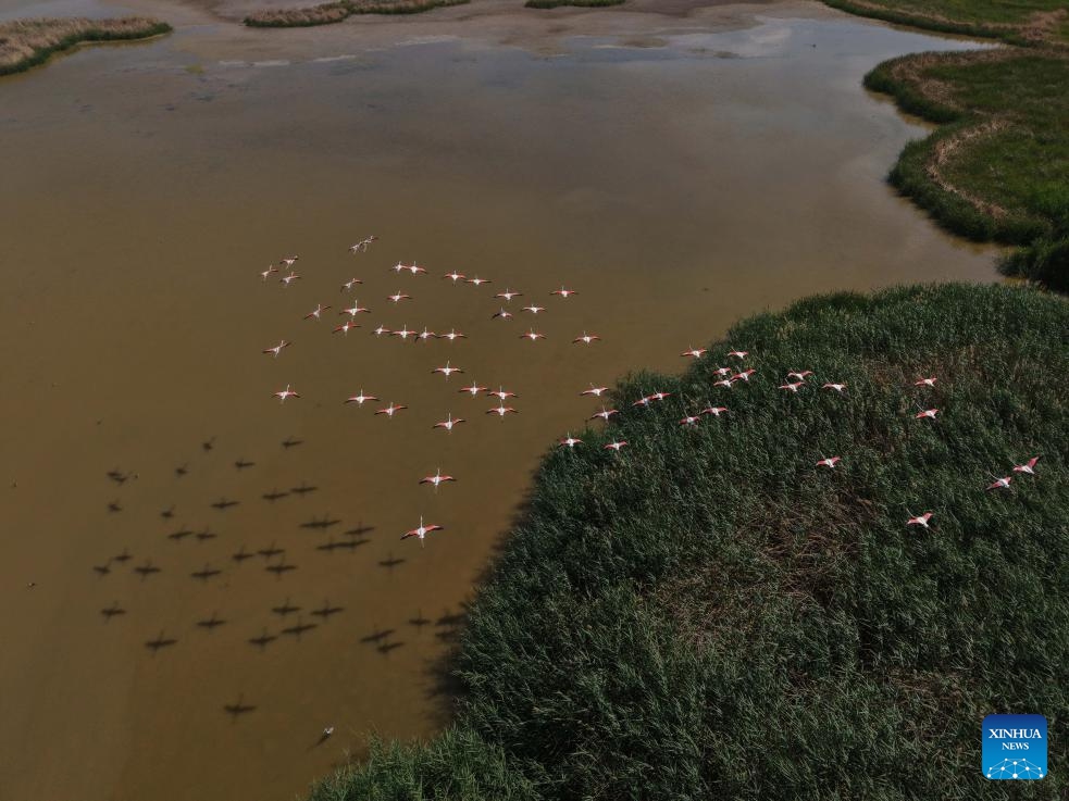 A flamboyance of flamingos are seen over Mogan Lake in Ankara, Türkiye, on June 25, 2025. (Photo: Xinhua)