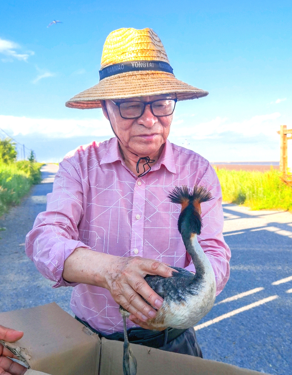 Liu Detian, president of the Saunders' Gull Conservation Society in Panjin, Northeast China's Liaoning Province, rescues a great crested grebe while driving in Panjin on August 10, 2024. Photo: Courtesy of Liu Detian