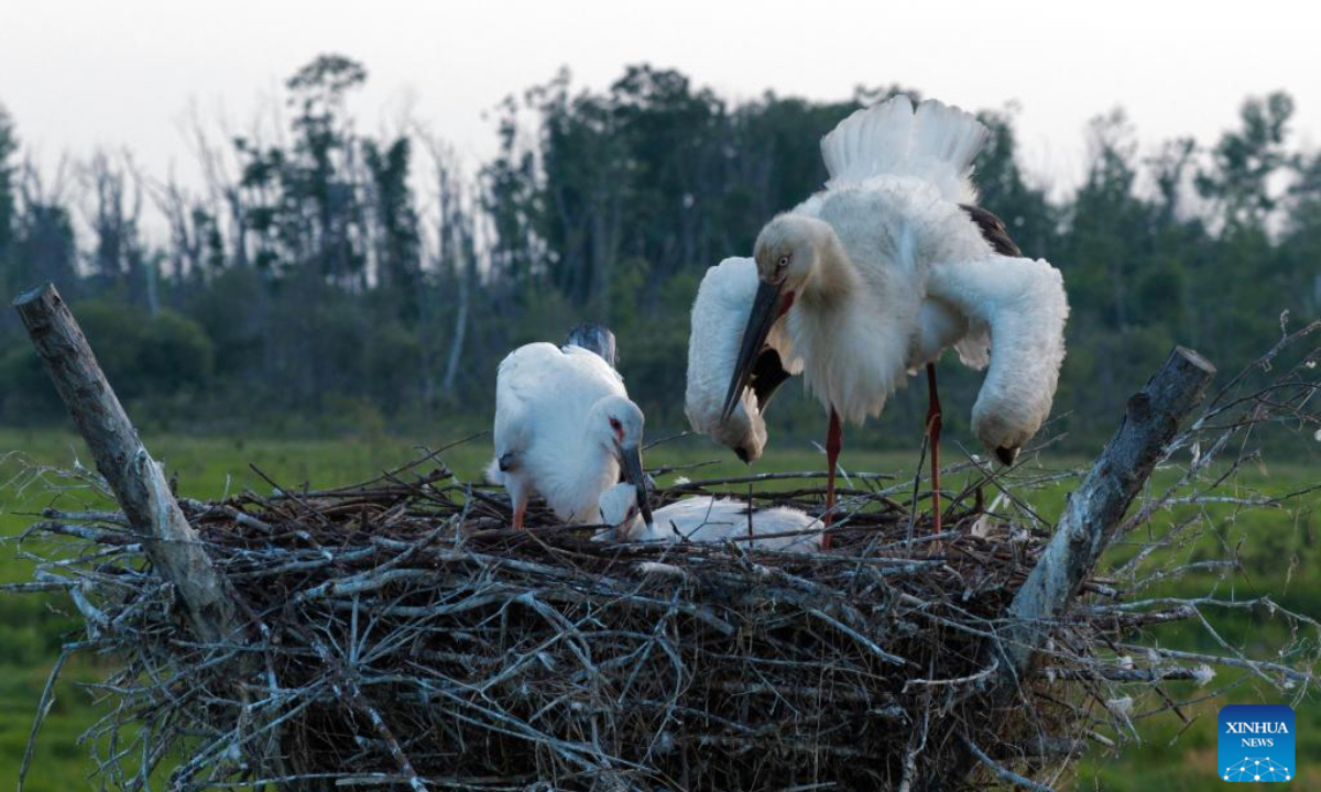 A drone photo taken on June 26, 2025 shows an oriental white stork chick accompanied by an adult bird at the Naoli River National Natural Reserve, northeast China's Heilongjiang Province. As summer progresses, the breeding season of oriental white storks is gradually coming to an end. The growing chicks begin to learn how to fly under the guidance of their parents. The oriental white storks, a migratory bird species under first-class national protection in China, migrate from the middle and lower reaches of the Yangtze River back to their breeding habitats in northeast China every spring. (Photo by Sheng Jingli/Xinhua)