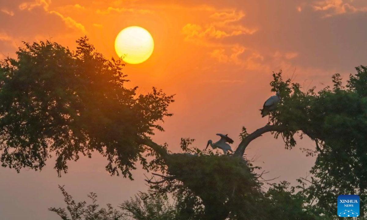 An oriental white stork chick (L) is accompanied by an adult bird at the Zhalong National Nature Reserve in Qiqihar, northeast China's Heilongjiang Province, June 25, 2025. As summer progresses, the breeding season of oriental white storks is gradually coming to an end. The growing chicks begin to learn how to fly under the guidance of their parents. The oriental white storks, a migratory bird species under first-class national protection in China, migrate from the middle and lower reaches of the Yangtze River back to their breeding habitats in northeast China every spring. (Photo by Wang Yonggang/Xinhua)