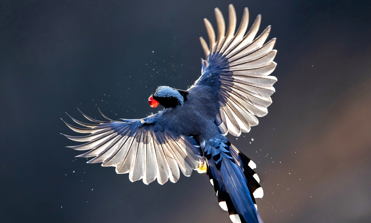 Close-up shot of a bird in outdoor flight Photo: VCG