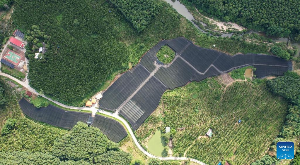 An aerial drone photo taken on June 25, 2025 shows an orchid planting base in Da'an Township, Baisha Li Autonomous County, south China's Hainan Province. The orchid industry has become an important booster for rural revitalization of Da'an Township. (Photo: Xinhua)