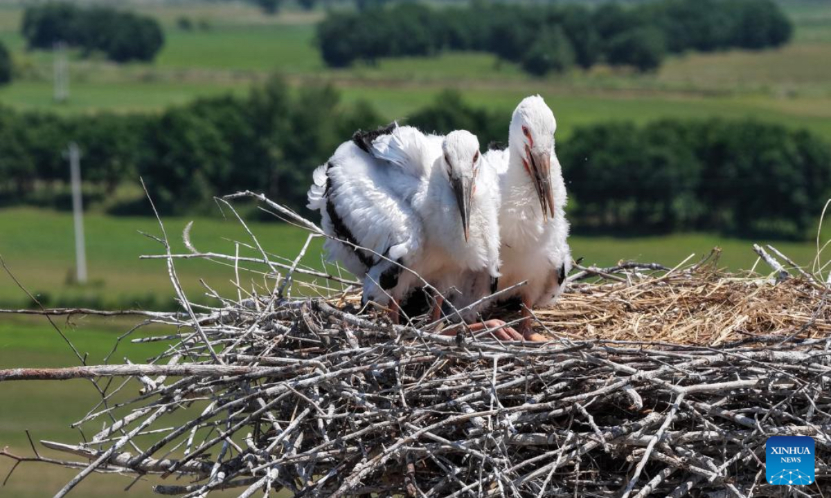 A drone photo taken on June 24, 2025 shows oriental white stork chicks resting in the nest at the Bachadao National Nature Reserve in Tongjiang, northeast China's Heilongjiang Province. As summer progresses, the breeding season of oriental white storks is gradually coming to an end. The growing chicks begin to learn how to fly under the guidance of their parents. The oriental white storks, a migratory bird species under first-class national protection in China, migrate from the middle and lower reaches of the Yangtze River back to their breeding habitats in northeast China every spring. (Photo by Liu Wanping/Xinhua)