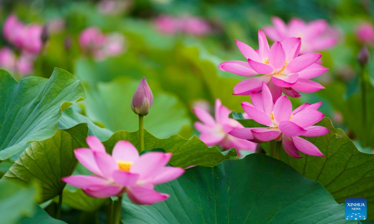 This photo taken on June 28, 2025 shows lotus flowers at a lotus pond of a scenic spot in Zunhua City, north China's Hebei Province. (Photo by Liu Mancang/Xinhua)