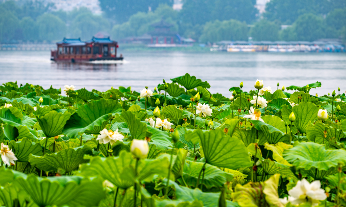 Gleaming white lotus flowers bloom as boats drift across Daming Lake ?in Jinan, East China's Shandong Province, on June 26, 2025. Photo: VCG