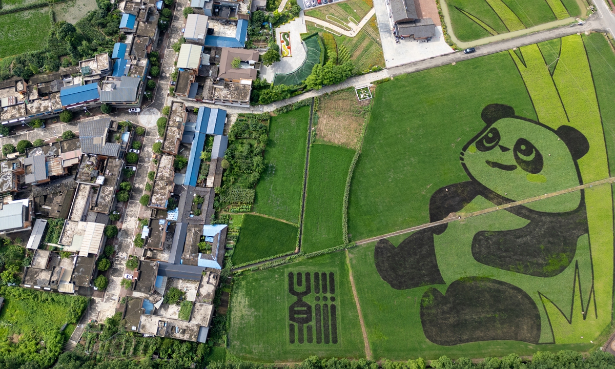 A drone-captured aerial image reveals a giant panda pattern integrated into a vast rice fields at the Tianfu Granary National Modern Agricultural Industrial Park in Chengdu, Southwest China's Sichuan Province, on June 25, 2025. Photo: VCG 