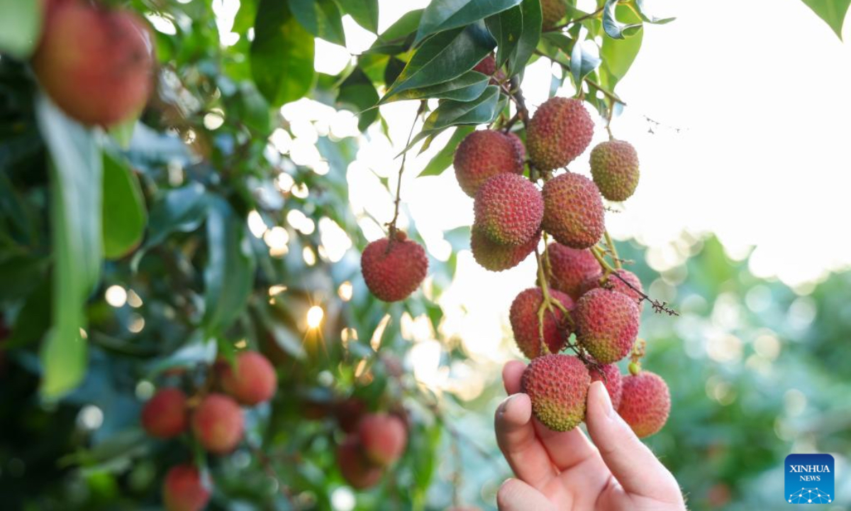 A visitor picks lychees at an orchard in Gaozhou City, south China's Guangdong Province, June 5, 2025. Chinese lychees are winning over more fans abroad due to the cold-chain technology and air transportation. In the United Arab Emirates, with a 48-hour transportation process from picking to marketing, Chinese lychees boarded the shelves of supermarkets still with fresh fragrance. Every week, four tons of Chinese lychees are transported in two shipments by air from south China's Guangdong to Dubai and sold out in just three days. These lychees, across thousands of miles, have become a fresh and sweet business card for China on the tables of local consumers. (Xinhua/Mao Siqian)