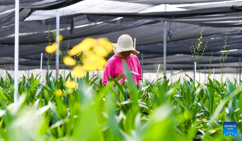 A worker weeds at an orchid planting base in Da'an Township, Baisha Li Autonomous County, south China's Hainan Province, June 25, 2025. The orchid industry has become an important booster for rural revitalization of Da'an Township. (Photo: Xinhua)