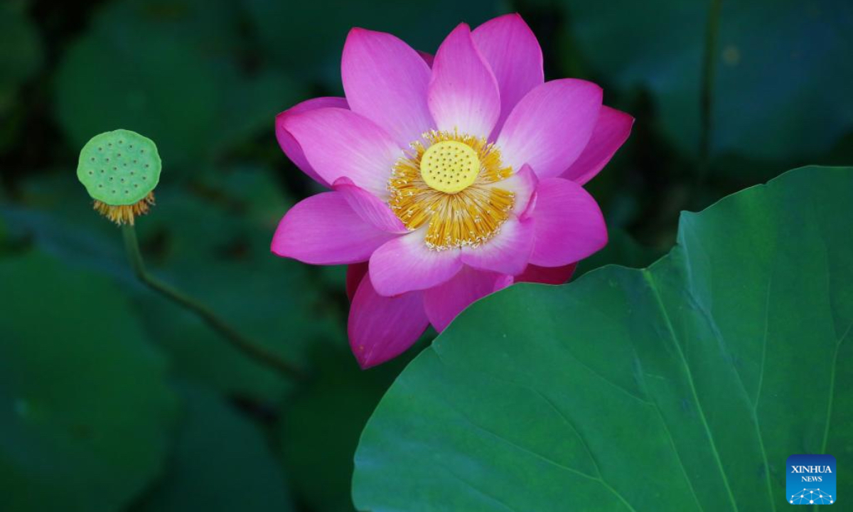 This photo taken on June 28, 2025 shows a lotus flower at a lotus pond in Tengzhou City, east China's Shandong Province. (Photo by Li Zhijun/Xinhua)