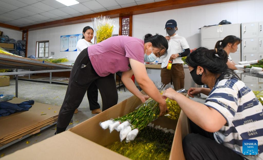 Workers pack orchids at an orchid planting base in Da'an Township, Baisha Li Autonomous County, south China's Hainan Province, June 25, 2025. The orchid industry has become an important booster for rural revitalization of Da'an Township. (Photo: Xinhua)