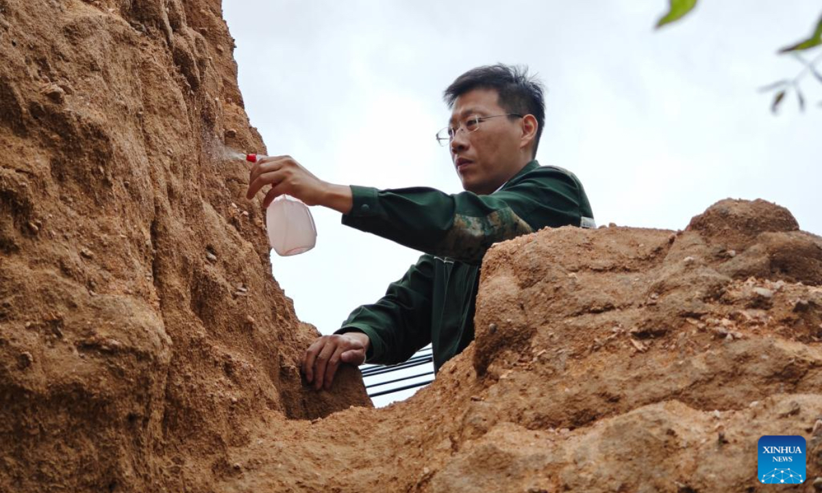 This photo taken by a mobile phone on June 16, 2025 shows Liu Liang, head of a research team, applying biological conservation methods to protect a section of the Great Wall from rain erosion in Qinhuangdao City, north China's Hebei Province, June 16, 2025. (Xinhua/Bai Lin)