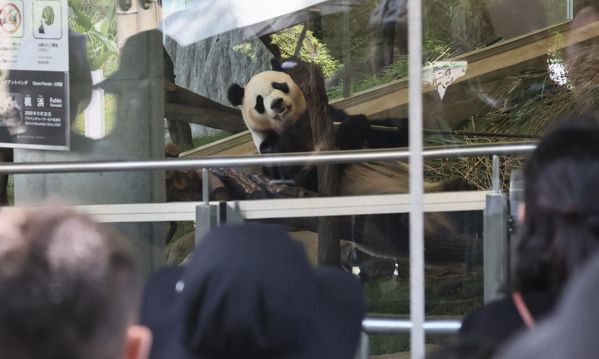 An 8-year-old giant panda Yuihin attracts visitors at the Adventure World in Shirahama Town, Wakayama Prefecture, Japan, on June 27, 2025, the final viewing day to meet all four female giant pandas. 24-year-old Rauhin, 6-year-old Saihin, 4-year-old Fuhin, and Yuihin will departs the theme park in the morning of June 28 to return to China.Photo:VCG
