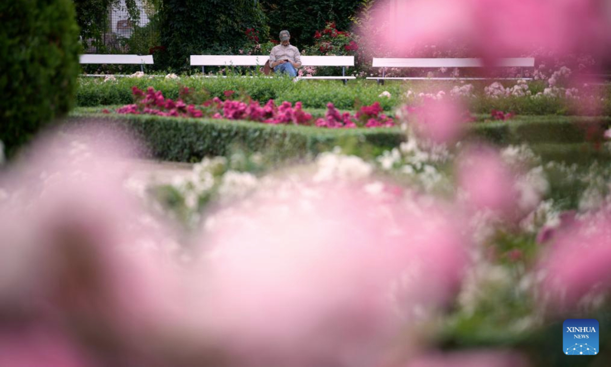 A man visits a rosary of Skaryszewski Park in Warsaw, Poland on June 30, 2025. The rosary in the park has been brought back to its pre-war glory. Thanks to photos submitted by citizens, the city garden authority has been able to largely recreate the rose garden to its original 1920s state when there were some 5000 roses of around 80 varieties. (Photo by Jaap Arriens/Xinhua)